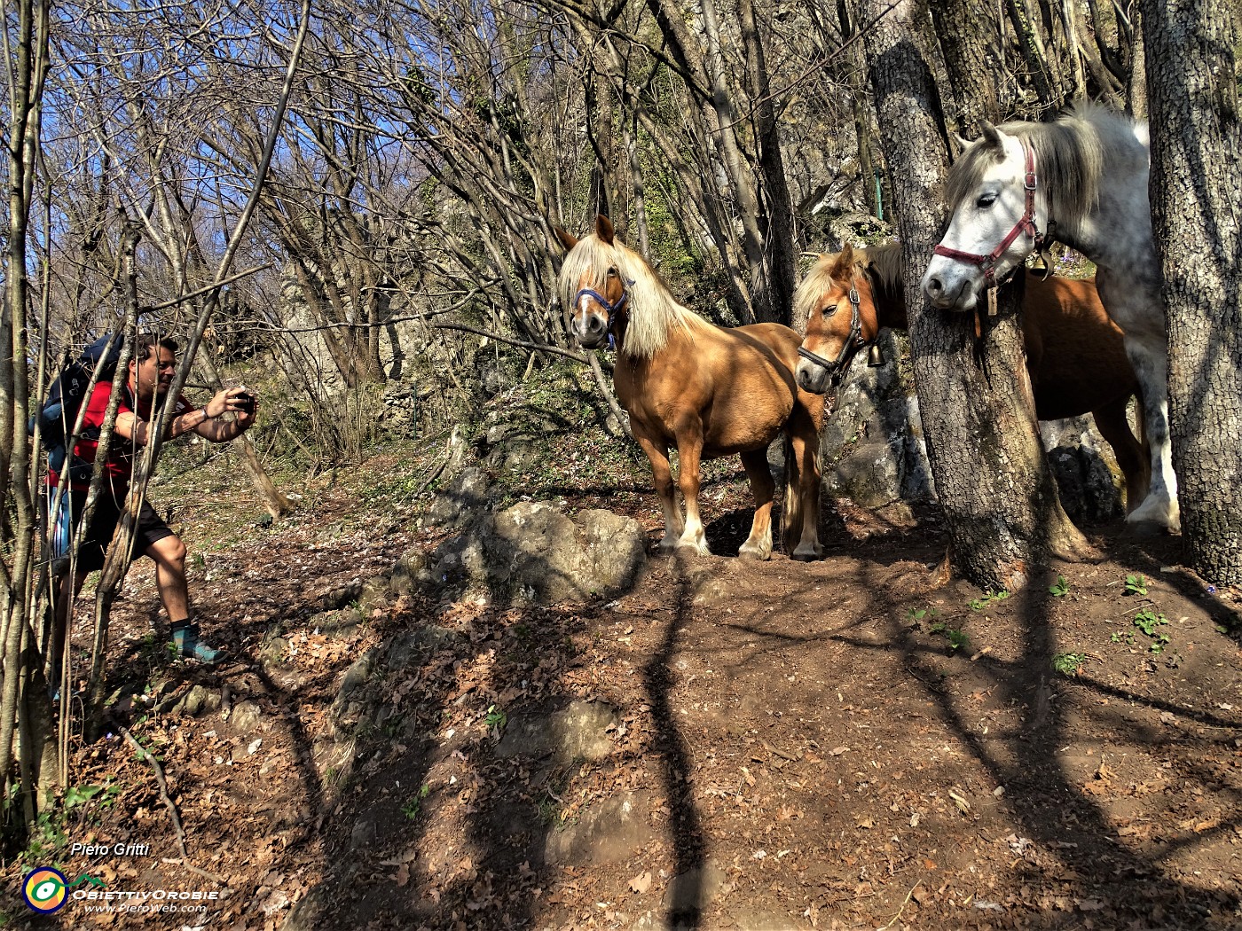 28 Tre bei cavalli di Sonzogno nel bosco.JPG